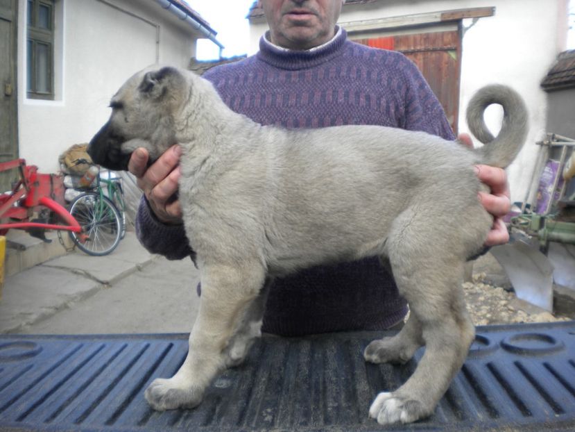 55 zile - CATEI KANGAL DE VANZARE
