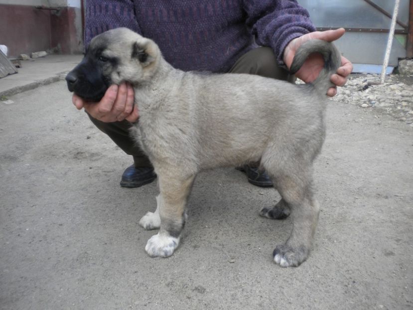 55 zile - CATEI KANGAL DE VANZARE