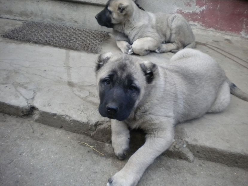 55 zile - CATEI KANGAL DE VANZARE