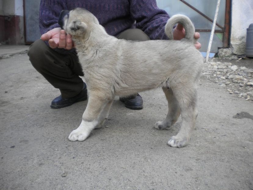 55 zile - CATEI KANGAL DE VANZARE