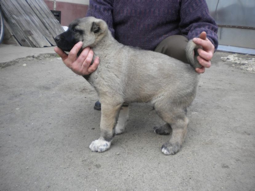 55 zile - CATEI KANGAL DE VANZARE
