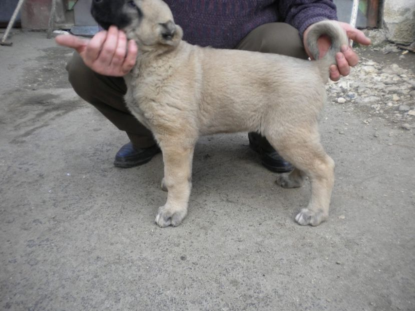 55 zile - CATEI KANGAL DE VANZARE