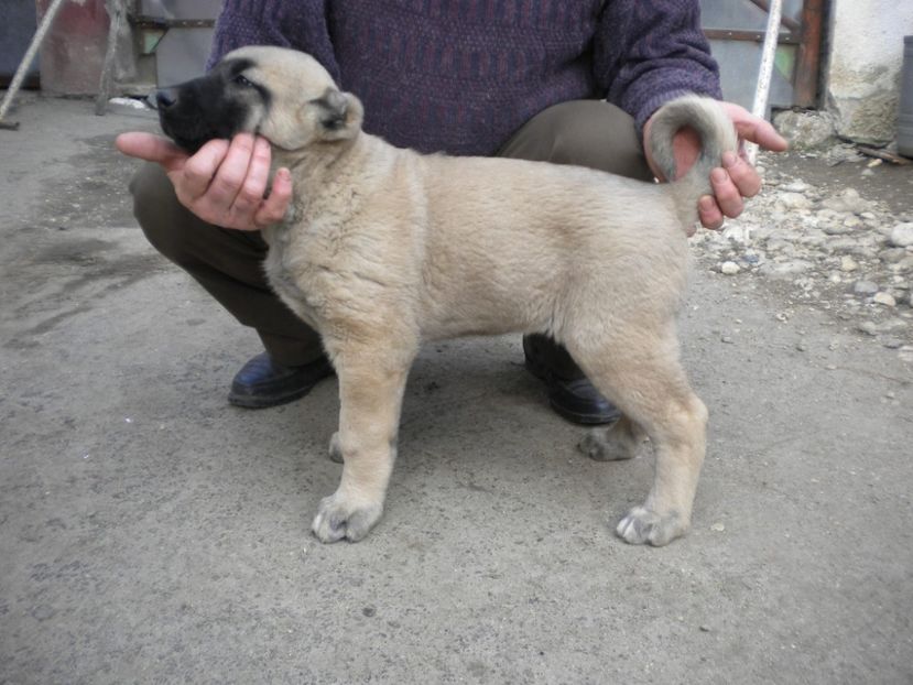 55 zile - CATEI KANGAL DE VANZARE
