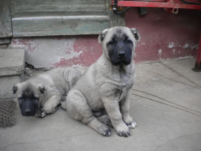 55 zile - CATEI KANGAL DE VANZARE