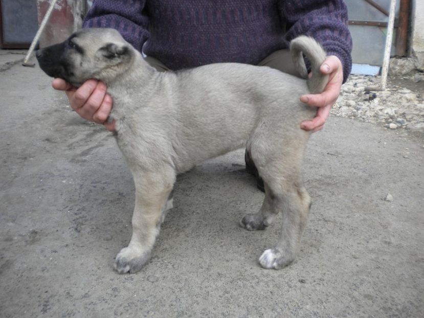 55 zile - CATEI KANGAL DE VANZARE