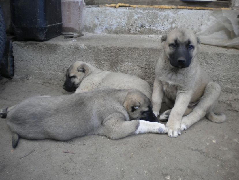 55 zile - CATEI KANGAL DE VANZARE