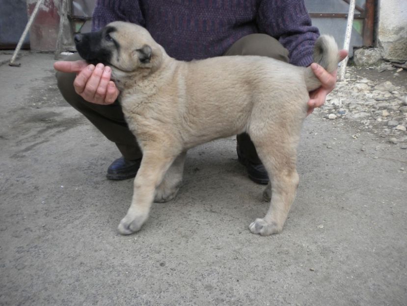 55 zile - CATEI KANGAL DE VANZARE