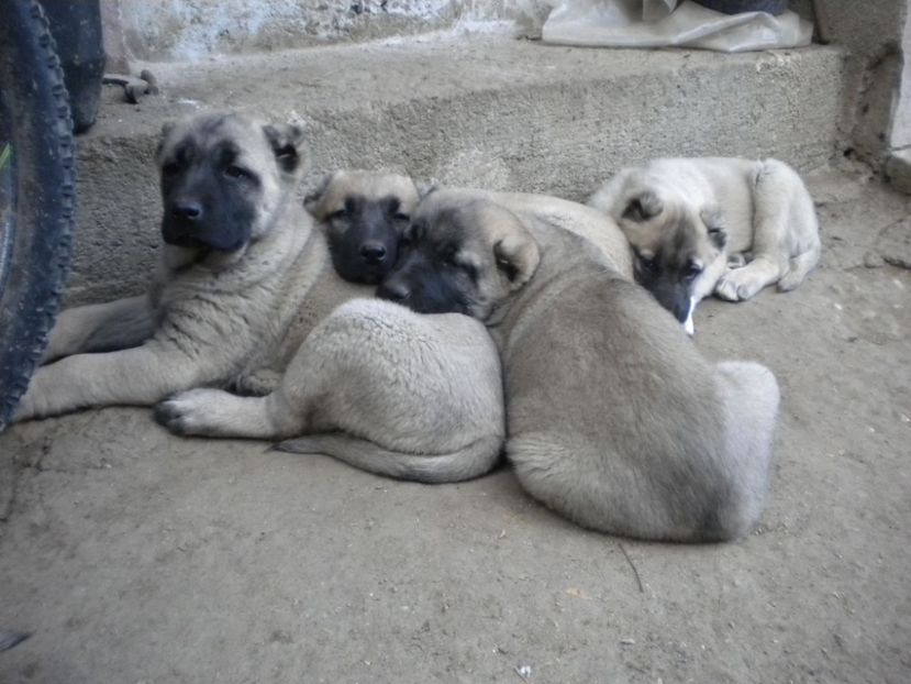 55 zile - CATEI KANGAL DE VANZARE