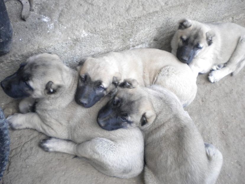 55 zile - CATEI KANGAL DE VANZARE