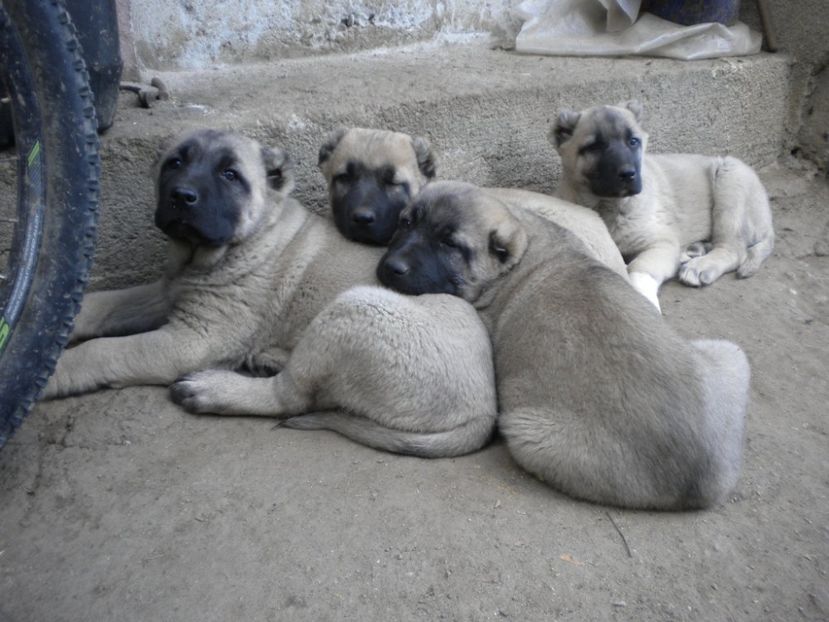 55 zile - CATEI KANGAL DE VANZARE