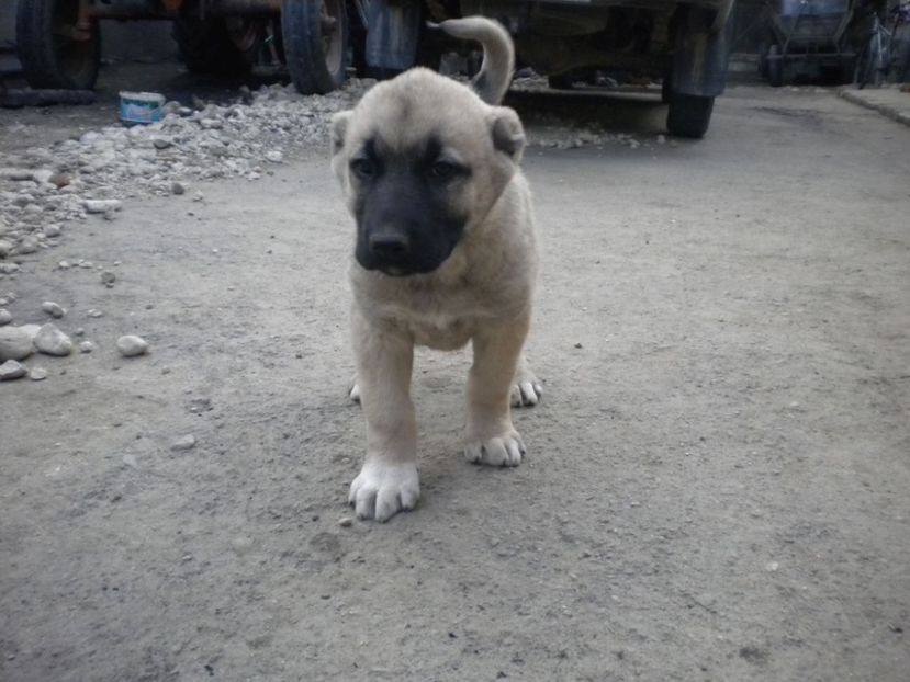 55 zile - CATEI KANGAL DE VANZARE