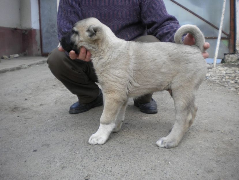 55 zile - CATEI KANGAL DE VANZARE