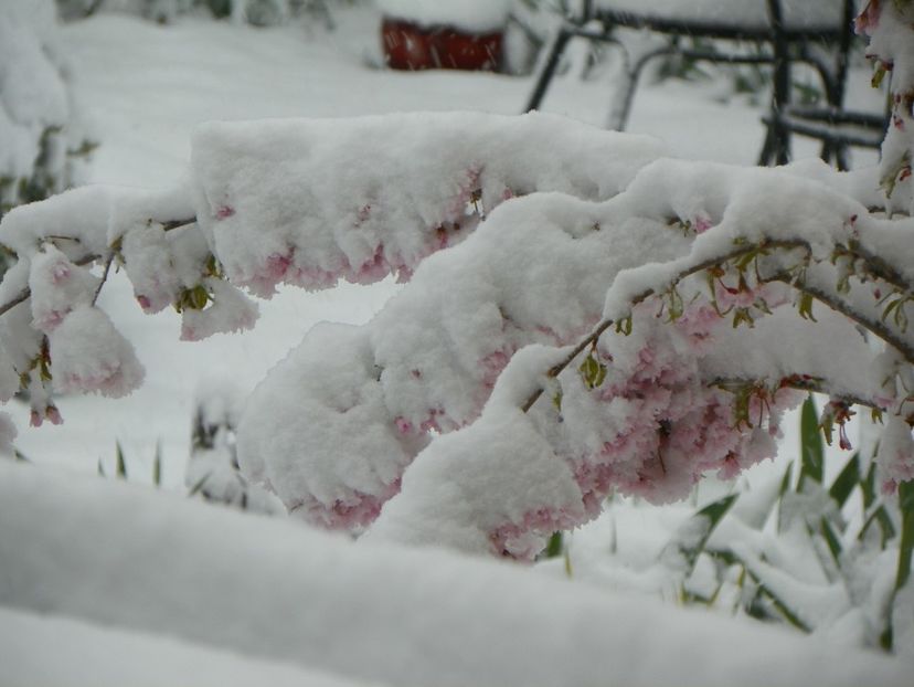 aici se ascunde prunus Oshidori - Iarna in aprilie