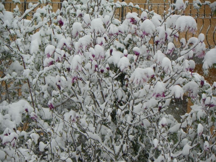 Suzanica - Iarna in aprilie