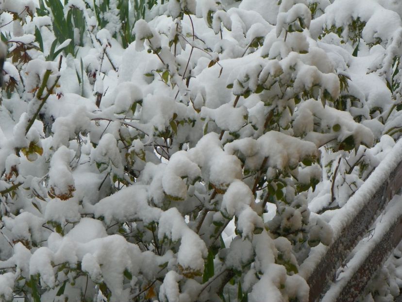 21 apr (6) - Iarna in aprilie