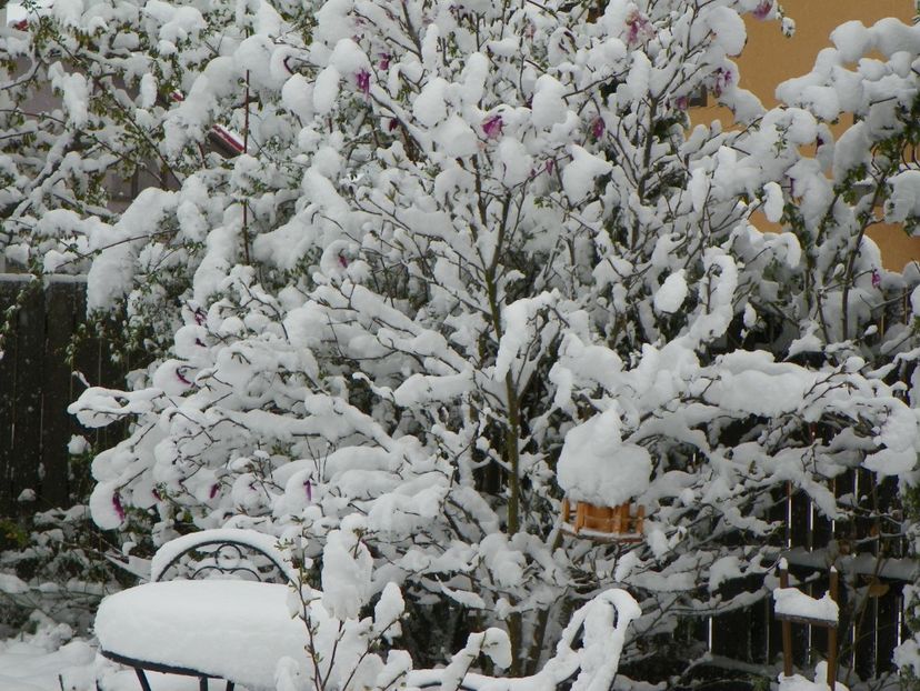 magnolia Susan coplesita - Iarna in aprilie