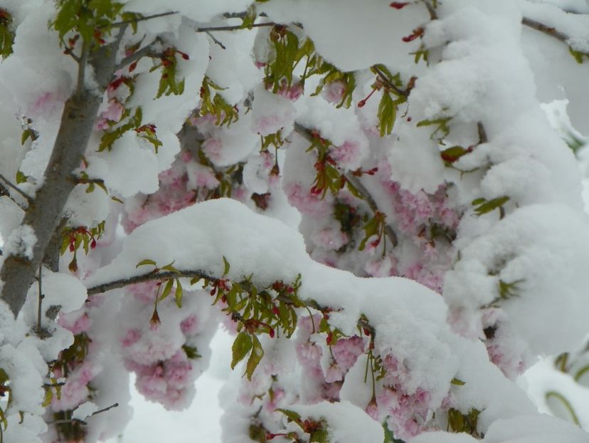 21 apr (18) - Iarna in aprilie