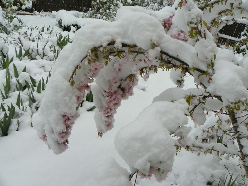 21 apr (24) - Iarna in aprilie