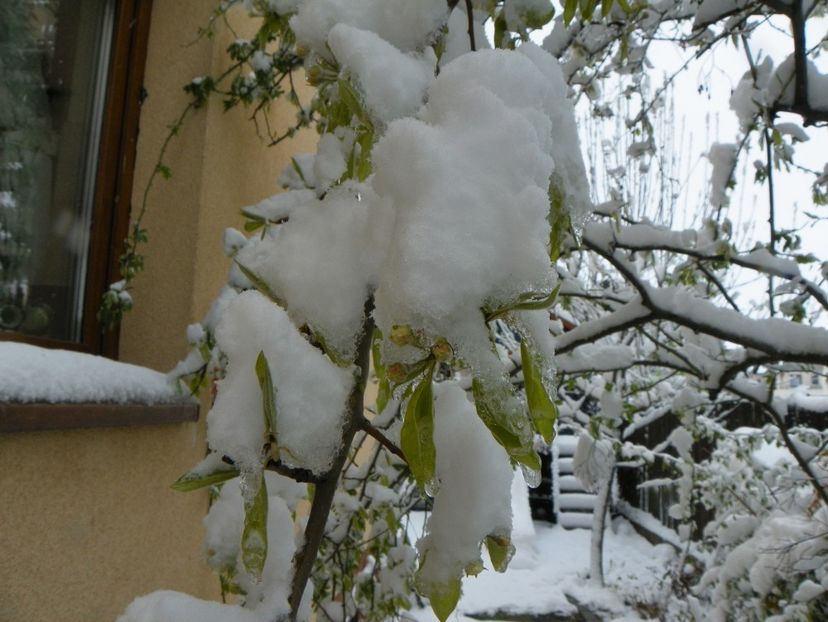 21 apr (27) - Iarna in aprilie