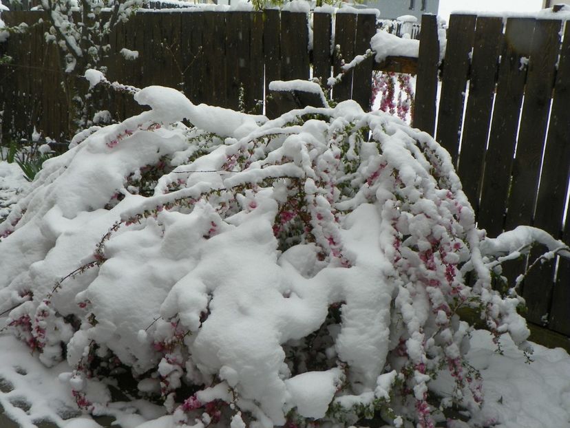 sau ce a mai ramas din el - Iarna in aprilie