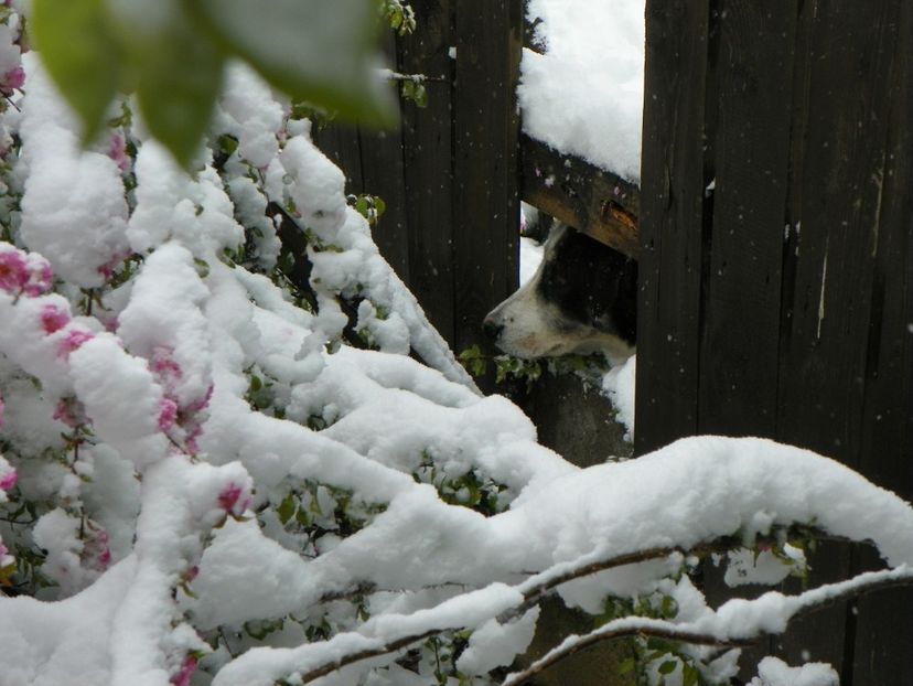 catelul vecinului la vorbitor - Iarna in aprilie