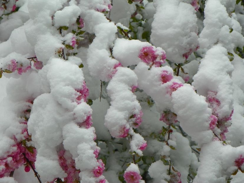 prunus triloba - Iarna in aprilie