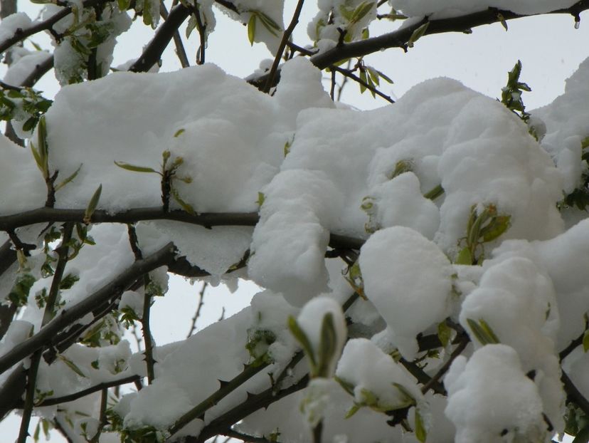 21 apr (34) - Iarna in aprilie