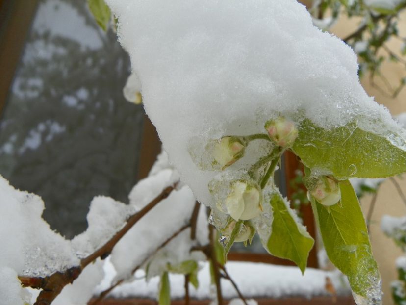 anul asta nu mancam pere - Iarna in aprilie