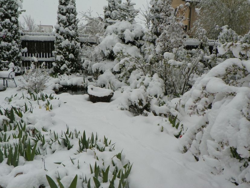 21 apr (37) - Iarna in aprilie