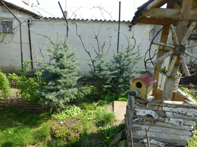 P1090857 - 001 11 04 2017