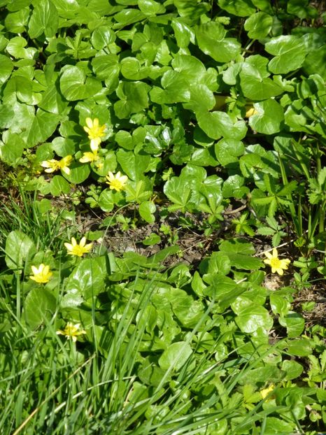 P1090860 - 001 11 04 2017