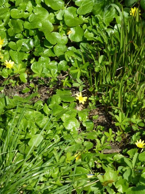 P1090861 - 001 11 04 2017