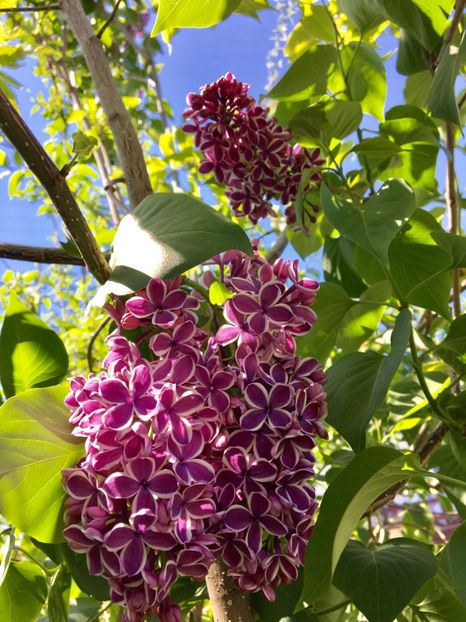 Sensation - Arbusti 2017 23 24