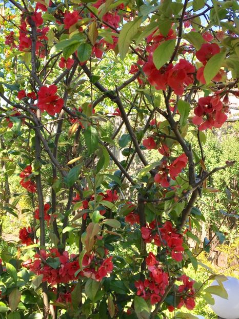  - Arbusti 2017 23 24