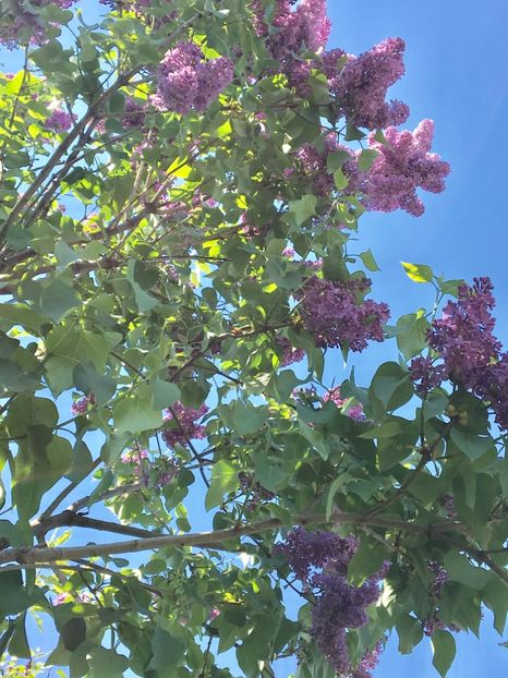  - Arbusti 2017 23 24