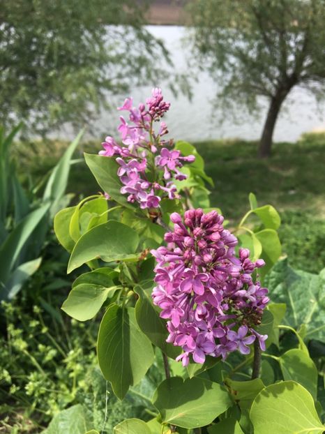  - Arbusti 2017 23 24