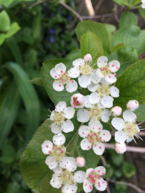 Aronia - Arbusti 2017 23 24