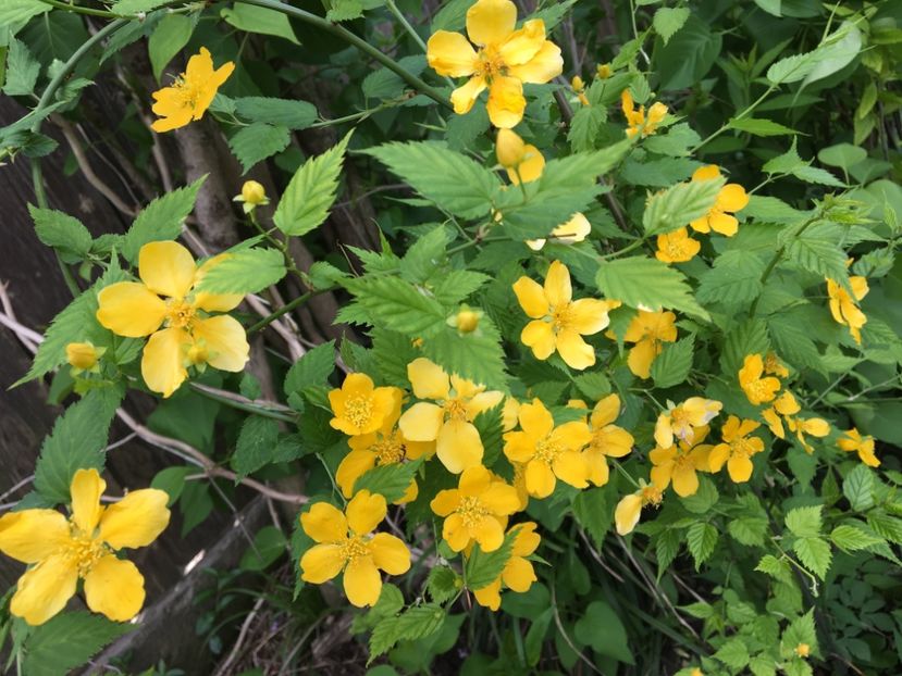 Kerria  japonica - Arbusti 2017 23 24