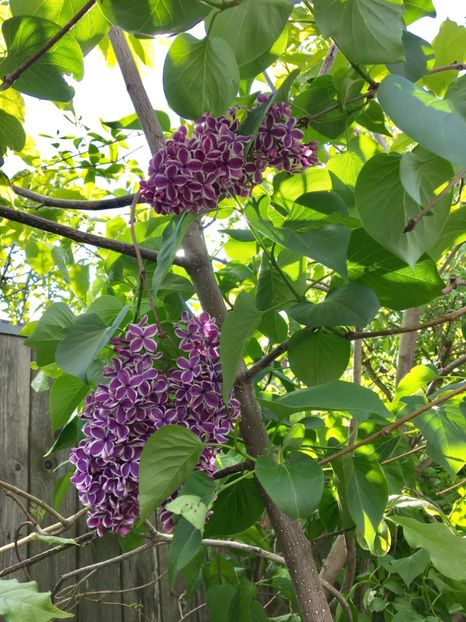 Liliac Sensation - Arbusti 2017 23 24