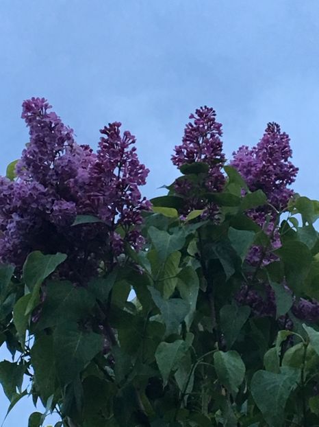  - Arbusti 2017 23 24