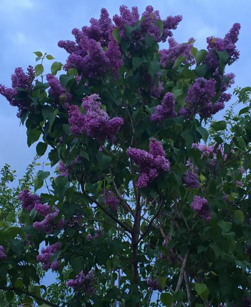  - Arbusti 2017 23 24