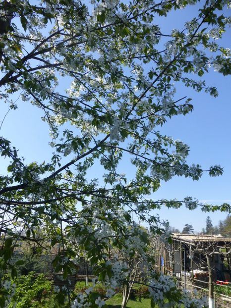 P1090834 - 001 11 04 2017