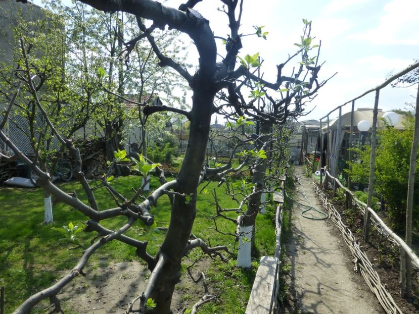 P1090838 - 001 11 04 2017