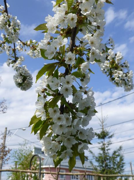 P1090844 - 001 11 04 2017