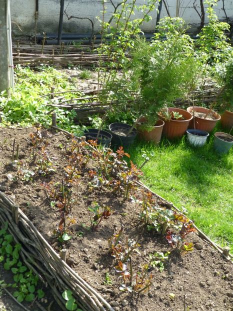 P1090846 - 001 11 04 2017