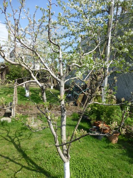 P1090856 - 001 11 04 2017