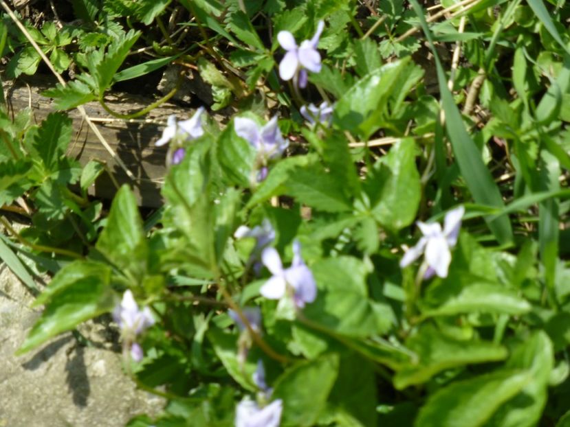 P1090859 - 001 11 04 2017