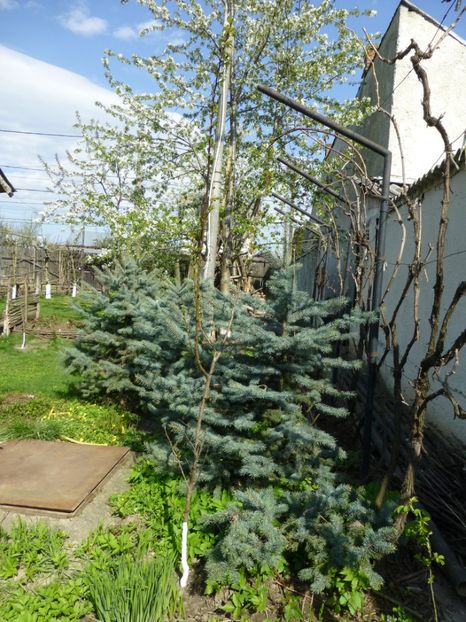 P1090864 - 001 11 04 2017