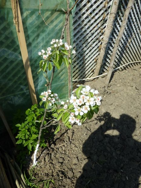 P1090868 - 001 11 04 2017