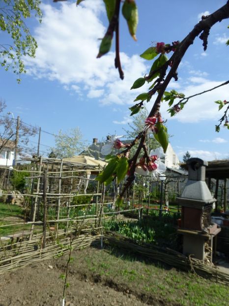 P1090869 - 001 11 04 2017